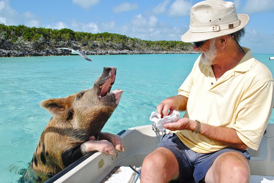 pig island 1