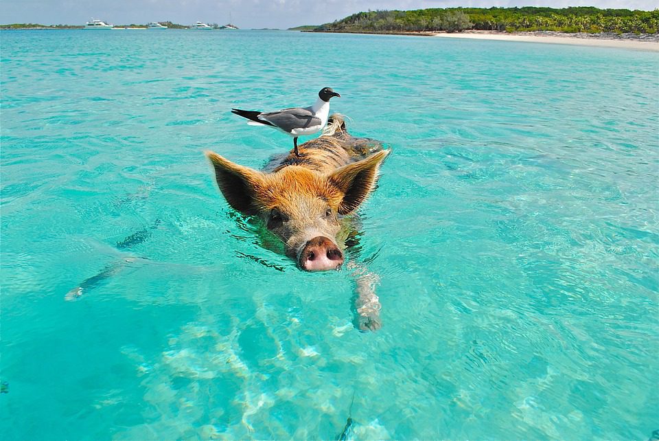 pig island 2