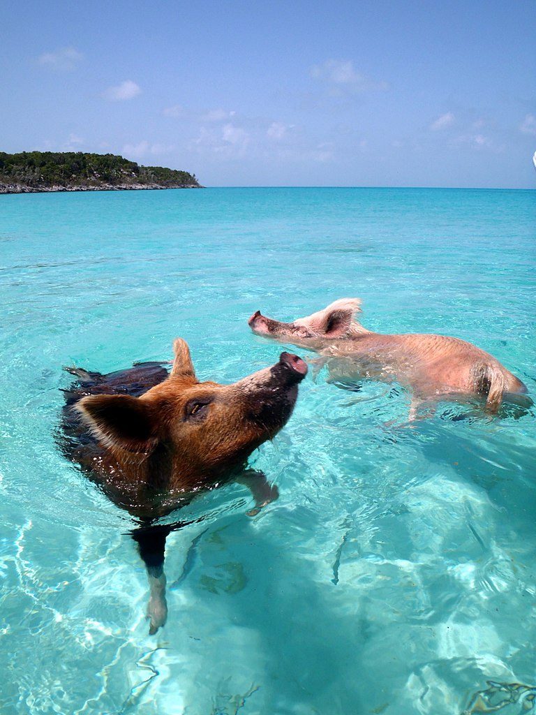 pig island 3