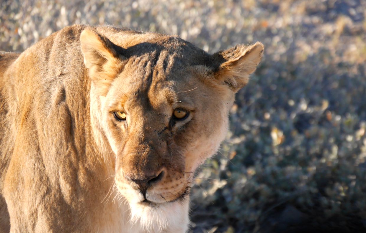 AC Namibia 11