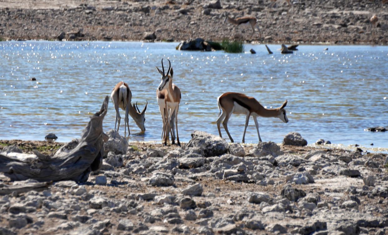 AC Namibia 12