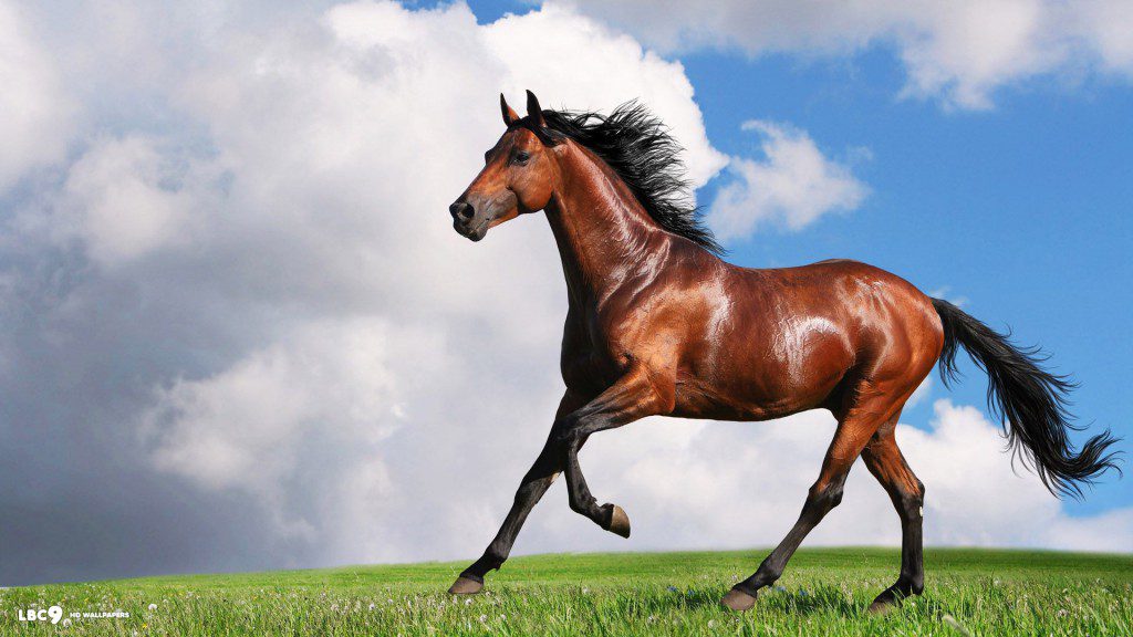 beautiful horse high definition wallpaper free