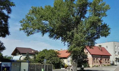 topola helena 1