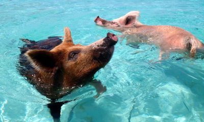 pig island 3a